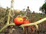 Apocalypse of Local Significance in Syunik Village Apocalypse of Local Significance in Syunik Village