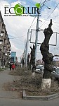 Spring Pruning To Be Launched in Yerevan from 1 March