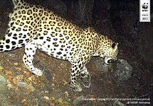 По оценкам WWF-Армения, численность леопардов в Армении может увеличиться