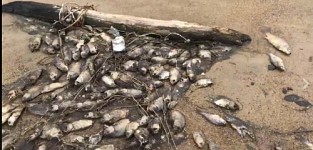 Массовая гибель рыбы в озере Цахкуняц