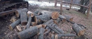 Вырубка деревьев в Дилижанском национальном парке
