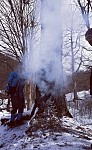 В Дилижанском нацпарке обнаружено дерево с выжженным дуплом