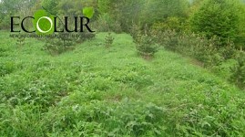 Forest Nurseries Founded in Four Regions in Armenia