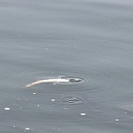 Известна причина гибели рыб в озере Вардавар 