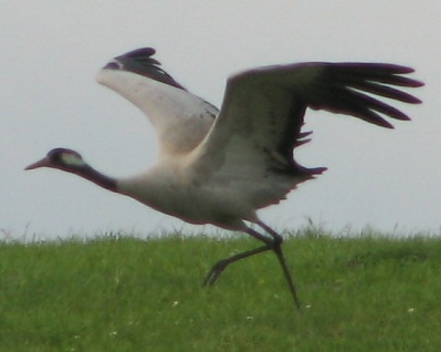 COMMON CRANES LEFT THEIR NESTS AND FLEW AWAY FROM ARMENIA BECAUSE OF ILLEGAL HUNTING