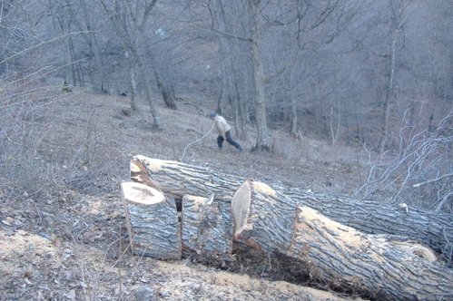 WHY ARE HEALTHY TREES BEING CUT IN “DILIJAN” NATIONAL PARK? INQUIRY TO MINISTER OF NATURE PROTECTION RA