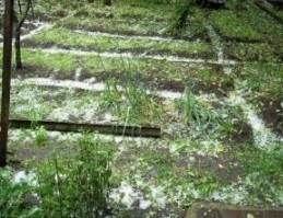 Aram Gabrielyan: Hail Should Be Struggled and Not Accustomed