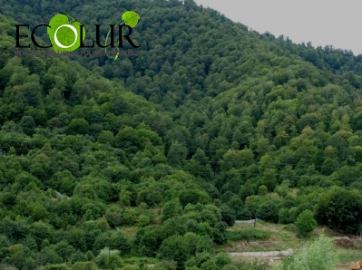 The Independent Public Monitoring of Forests in Armenia' Project Launched