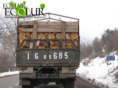 Ահա, թե ինչպիսի ծառեր են հատվում մեզ մոտ սանիտարական հատումների անվան տակ