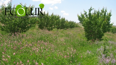 Գնդեվազ համայնք. Ինչպես դառնալ միլիոնատեր