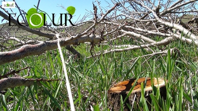 Գնդեվազ գյուղում ցիանային ֆաբրիկայի կառուցման համար հատում են ծիրանի այգիները (Լուսանկարներ)