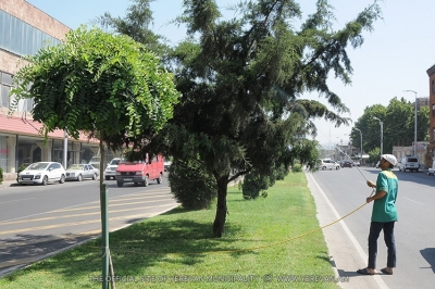 Tree Treatment Works in Progress in Yerevan