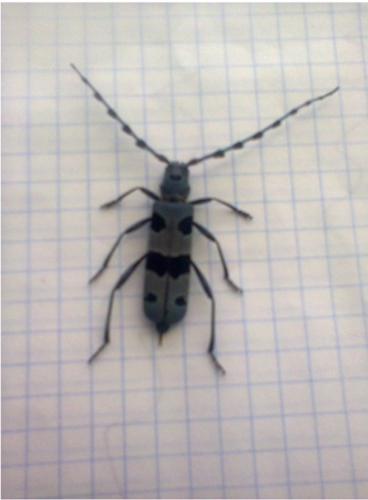 Գեղարքունիքի մարզի Գեղարքունիք համայնքում առաջին անգամ հայտնաբերվել է հազվադեպ հանդիպող ալպիական ռոզալիա բզեզը