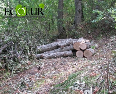 Nature Cause Damage for 183,300 AMD Becuase of Illegal Tree Felling in Tavush
