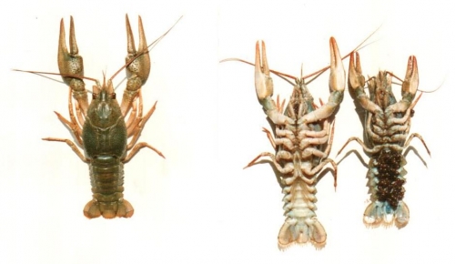 Use of New Fishing Tools Resulted in Deterioration of CrayFish Population in Lake Sevan