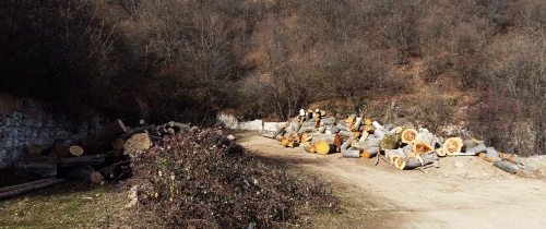 Damage of 57 Million AMD Caused to Dilijan National Park Because of Illegal Tree Felling