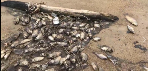 Mass Fish Death Near Tsaghkunyats Lake