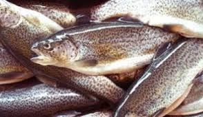 Criminal Case Initiated for Stealing 533 Items of Brown Trout Poaching from Khosrov Reserve