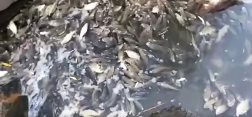 Ախուրյանի ջրամբարի ձկները հայտնվել են Արմավիրի դաշտերում