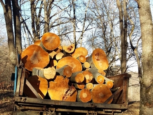 Forestry Enterprise Director Abused Office and Made Official Commit Fraud to Conceal Illegal Tree Felling Facts: Preliminary Investigation of Criminal Case is Over