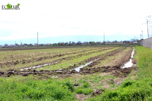 130 Ha of Cultivated Land Areas in Sayat Nova Community Experience Problems with Irrigation Water