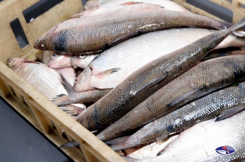 Environment Ministry Proposing To Permit Industrial Fishing of Whitefish