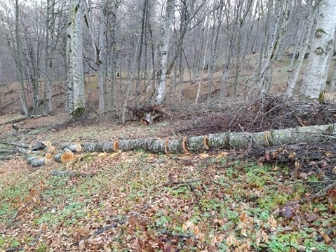 Whether Tree Felling Sought To Be Smothered?