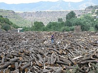 Комментарии Vallex Group к материалу Эколур «Восстановление экосистемы Техутского леса за три года составило чуть более 32 тыс. долларов»