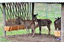 Caucasian Red Deer Returned Armenia