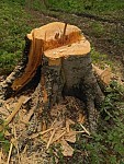 Tree Felling in Dilijan National Park: Inspection Assessing Damage