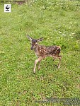 Caucasian Red Deer Born in Dilijan National Park
