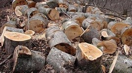 Charge Pressed against 15 People within Criminal Case Investigated on Illegal Tree Felling in “Dilijan National Park” SNCO