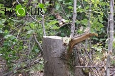 Forest Felling Planned in Kapan Forestry Enterprise For Construction of Iran-Armenia Air Electricity Transmission Line