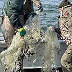 Из озера Севан снято 18 рыболовных сетей, живыми возвращены в озеро 200 сигов