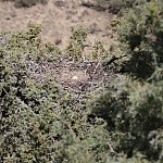 В Вайоцдзорском марзе обнаружено гнездо черного грифа