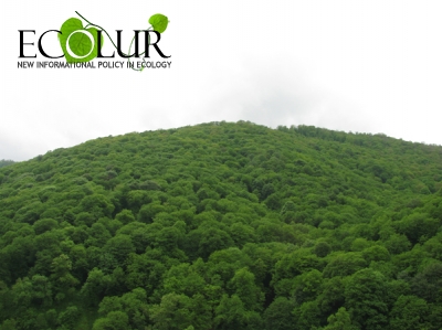Carbon Reserves Accumulated in Forests of Armenia During 20 Years Reduced By 4 Million Tons