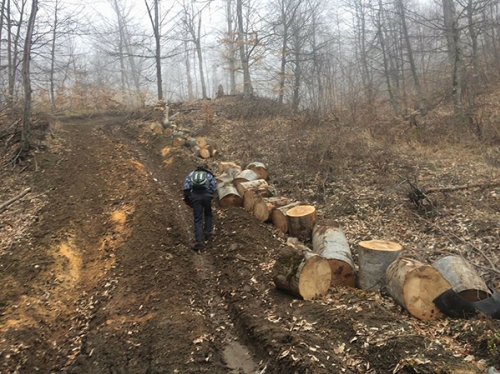 Сигнал тревоги: В Дилижанском национальном парке вырублены деревья