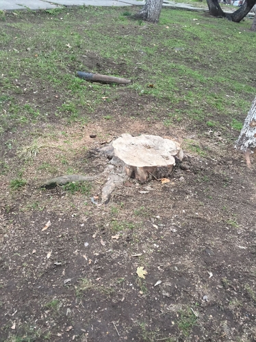 Clarification of the Environmental Department of Yerevan Municipality on Tree Felling in Ring Park in Yerevan