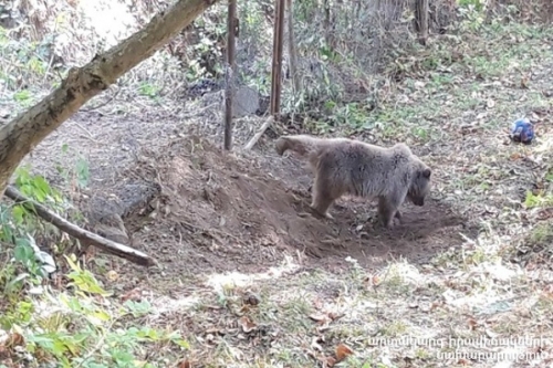 Bear Trapped in Vayots Dzor Transferred to Safe Area