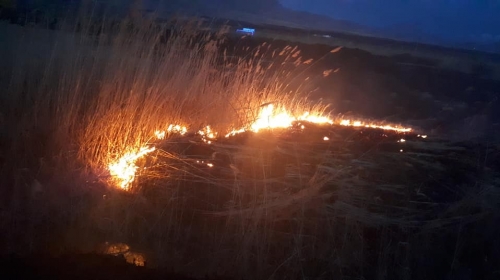 В результате пожара сгорели деревья недавно созданной экологической зоне в Армаше