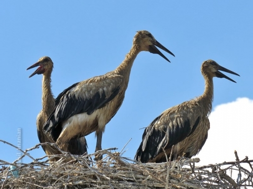 Environmental Protection and Mining Inspection Didn't Detect Storks with Polluted Feathers
