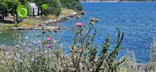 COP 17-ին ընդառաջ Հայաստանը հրապարակել է Կենսաբազմազանության պահպանության իր նպատակներն ու թիրախները COP 17-ին ընդառաջ Հայաստանը հրապարակել է Կենսաբազմազանության պահպանության իր նպատակներն ու թիրախները